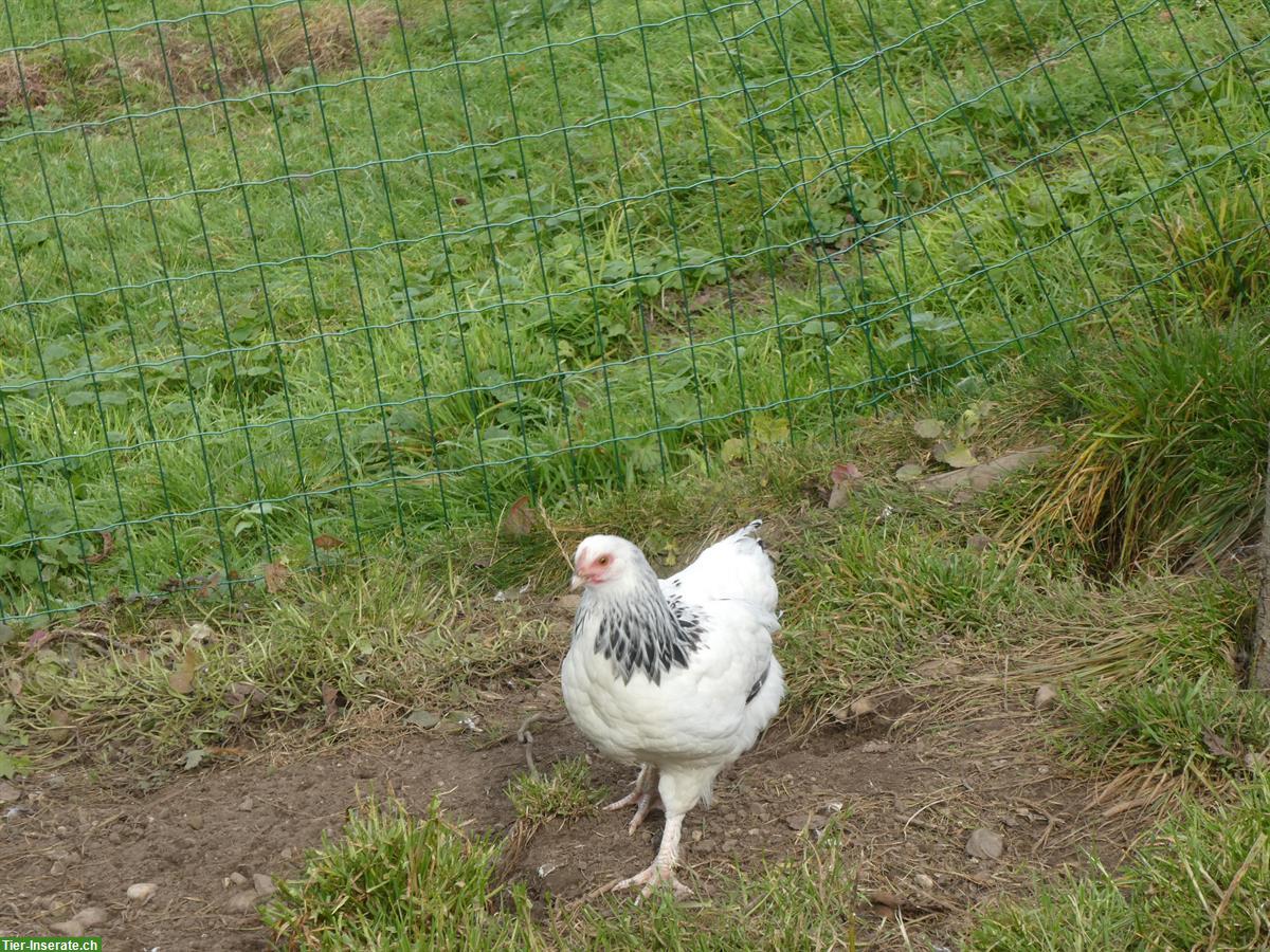 Bild 2: Junghennen Sundheimer zu verkaufen