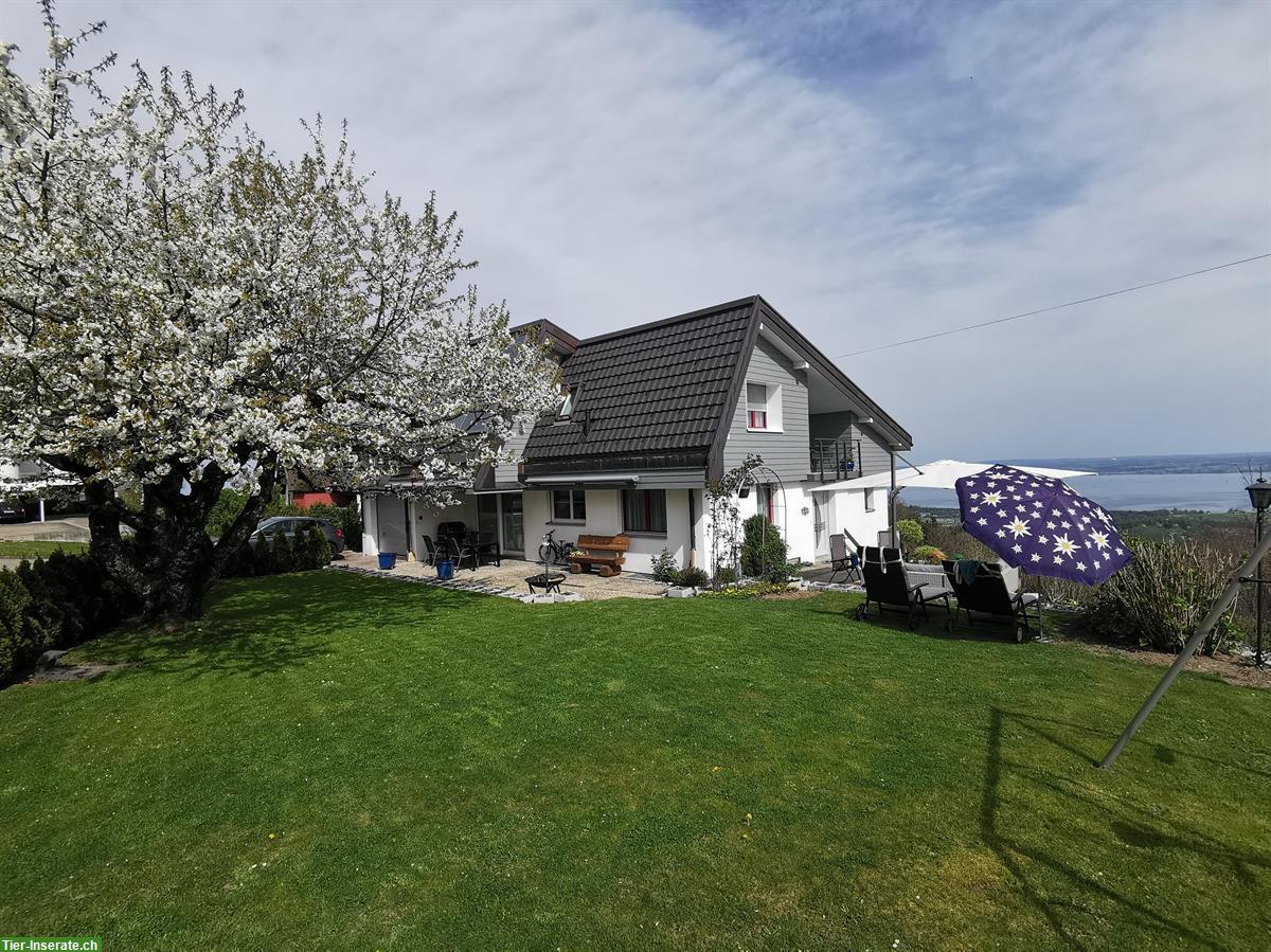 Schäferhund Welpe gesucht