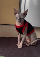 Zarte Sphynx Katzedame sucht einen Lebensplatz