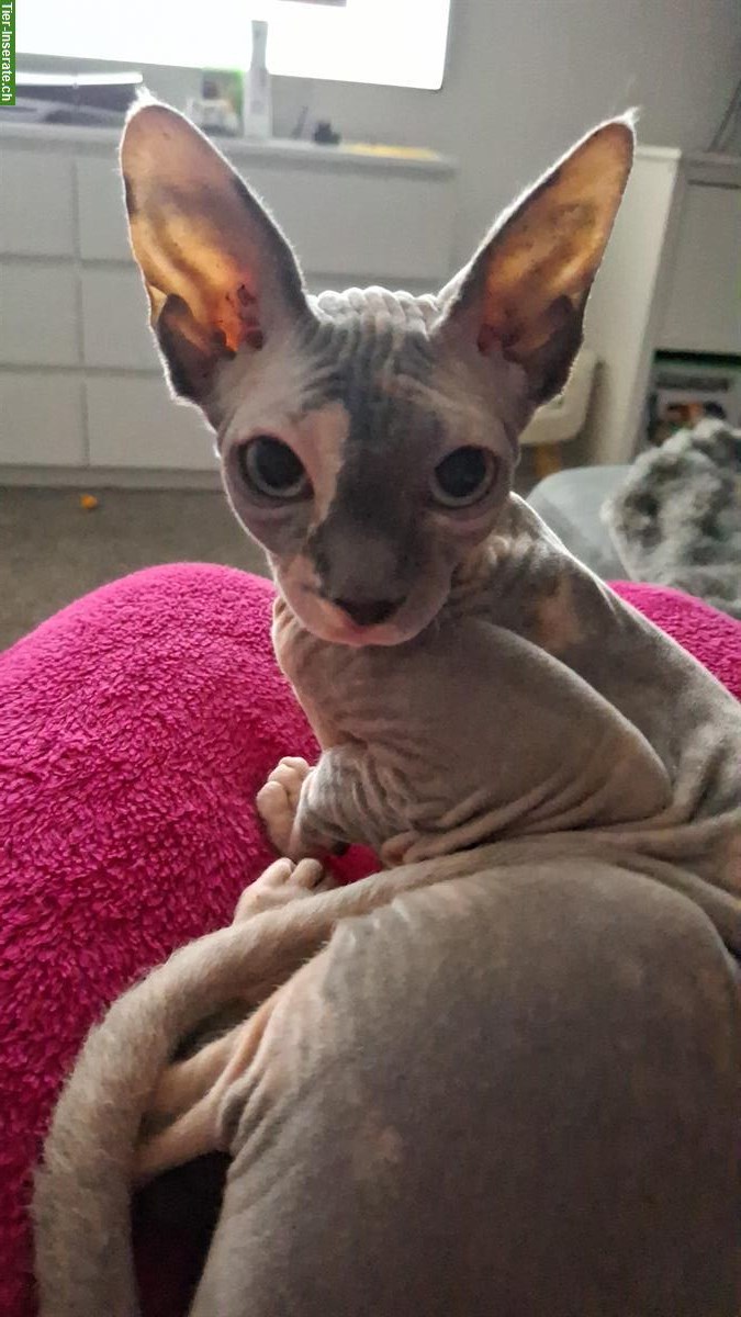 Bild 2: Zarte Sphynx Katzedame sucht einen Lebensplatz