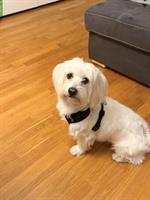 Deckrüde Malteser, kein Verkauf!