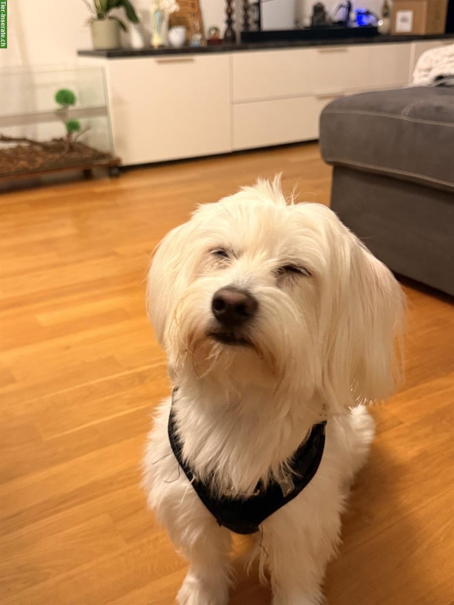 Bild 2: Deckrüde Malteser, kein Verkauf!