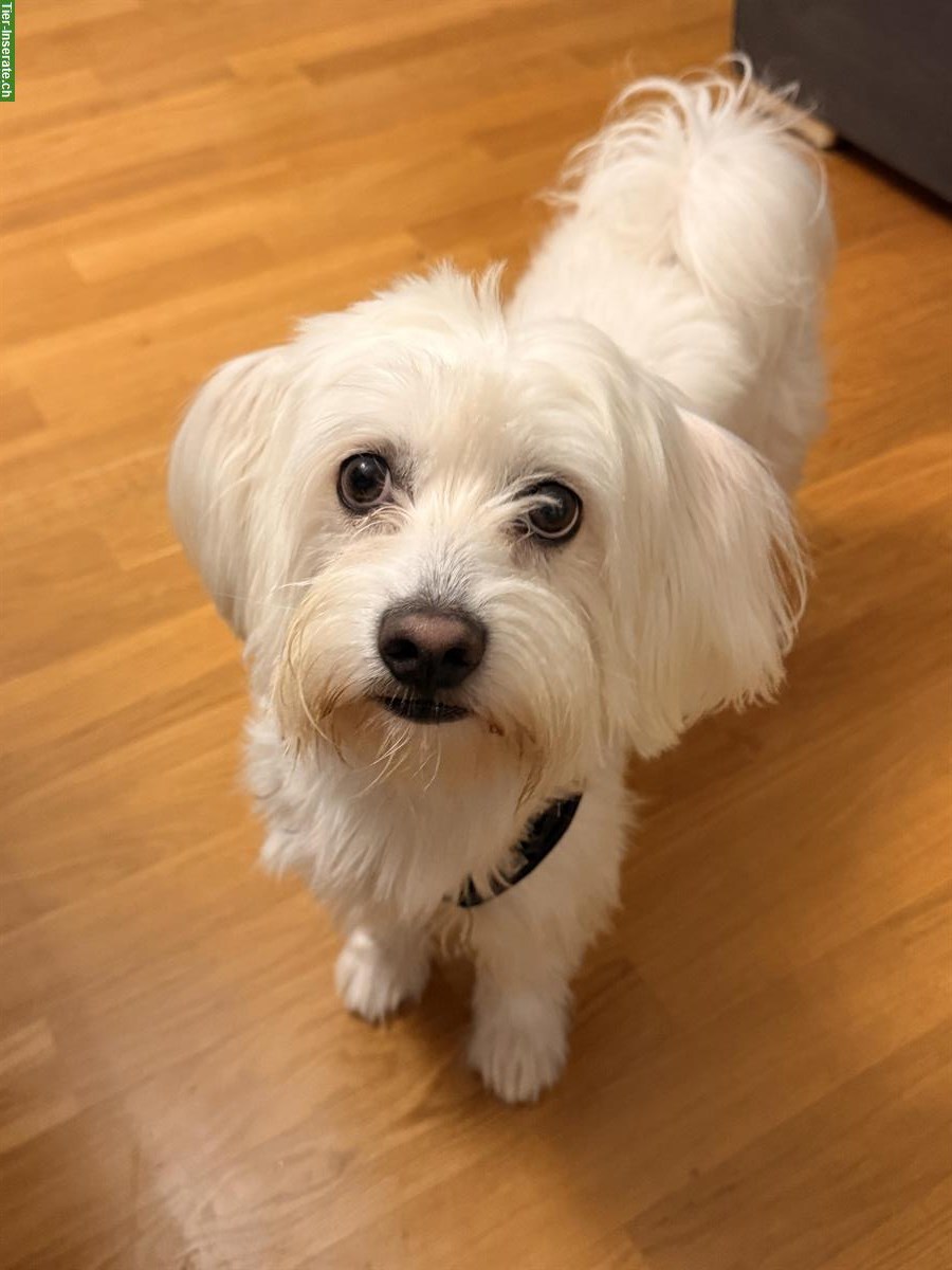 Bild 3: Deckrüde Malteser, kein Verkauf!