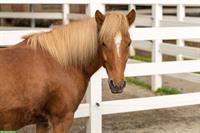 Reitbeteiligung auf Islandpferd im NPZ
