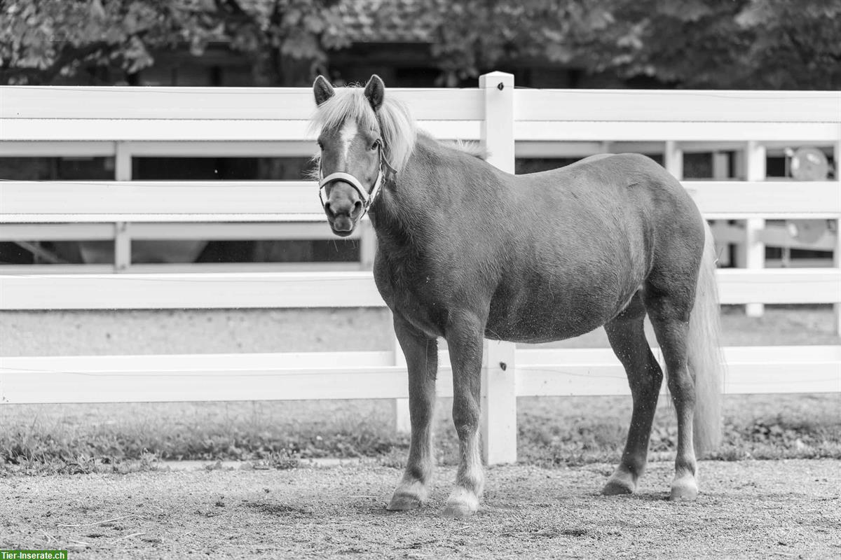 Bild 2: Reitbeteiligung auf Islandpferd im NPZ
