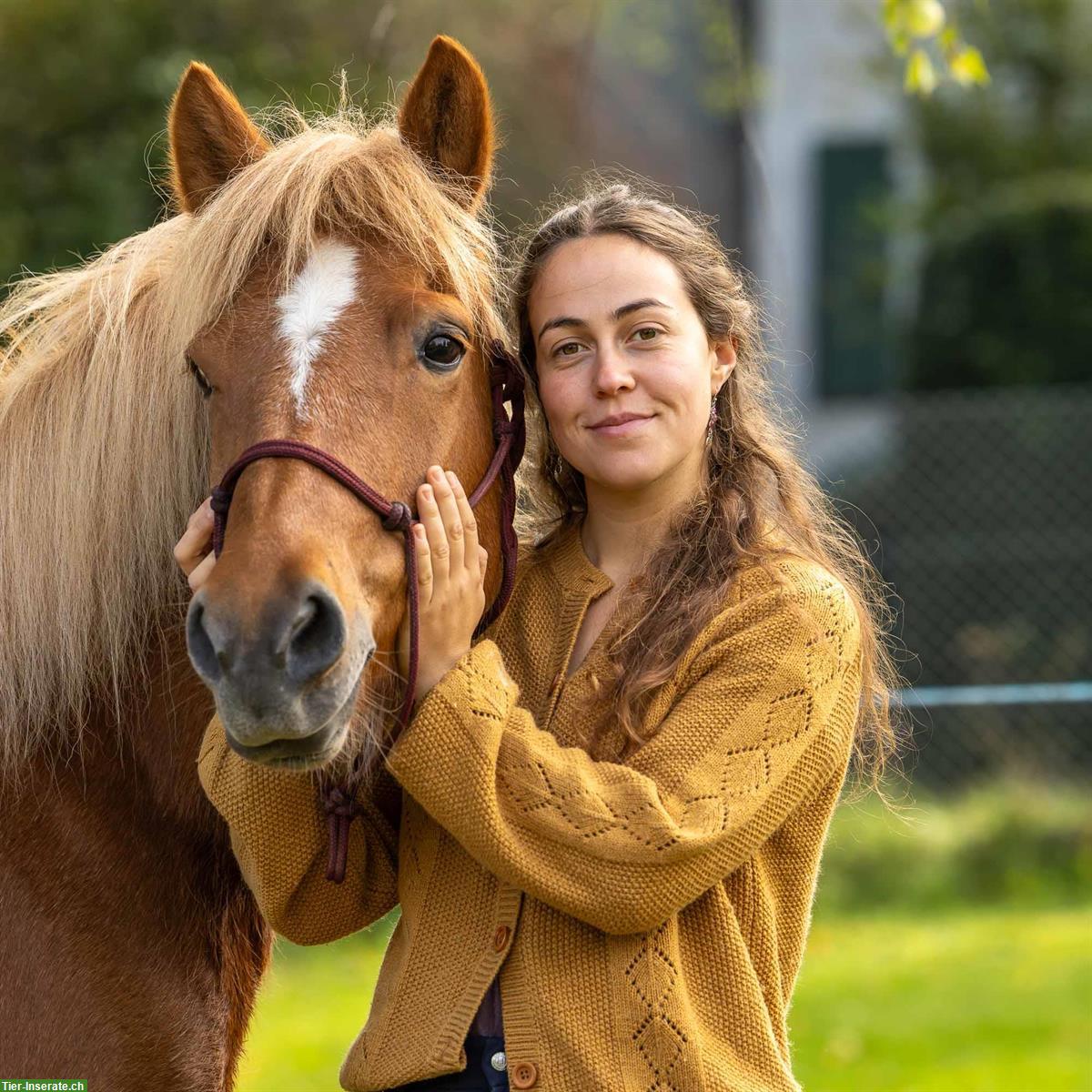 Bild 3: Reitbeteiligung auf Islandpferd im NPZ