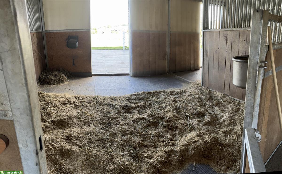 Bild 2: Grosse Pferde Auslaufboxe frei, Seftigen BE