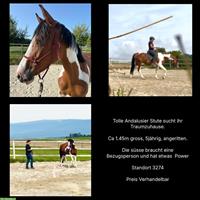 Tolle Spanier Stute, 5-jährig zu verkaufen