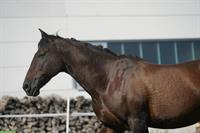 Spazier-/Kuschel-/Bodenarbeits 🐴Partner, Wallach, 18-jährig