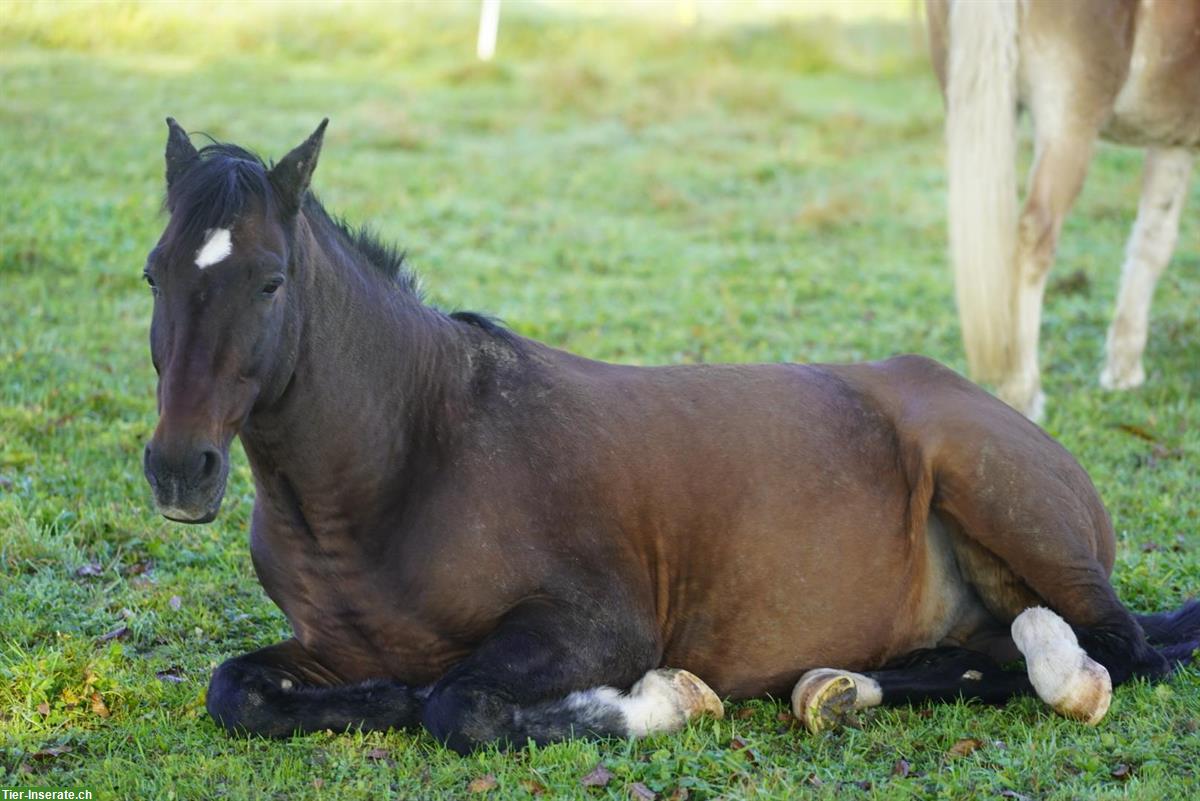 Bild 2: Spazier-/Kuschel-/Bodenarbeits 🐴Partner, Wallach, 18-jährig