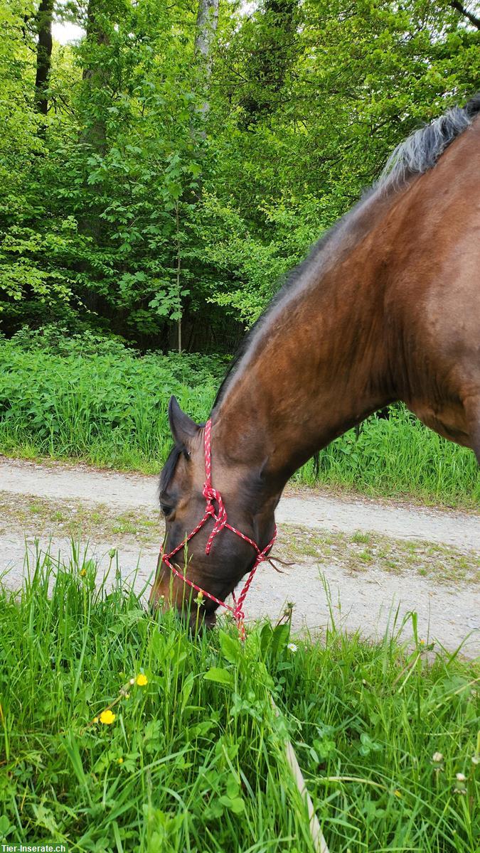Bild 3: Spazier-/Kuschel-/Bodenarbeits 🐴Partner, Wallach, 18-jährig
