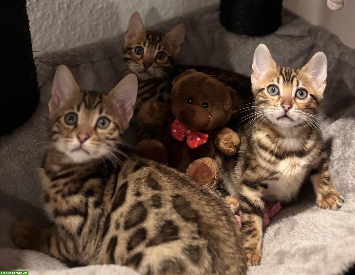 Wunderschöne Bengal Kitten zu verkaufen