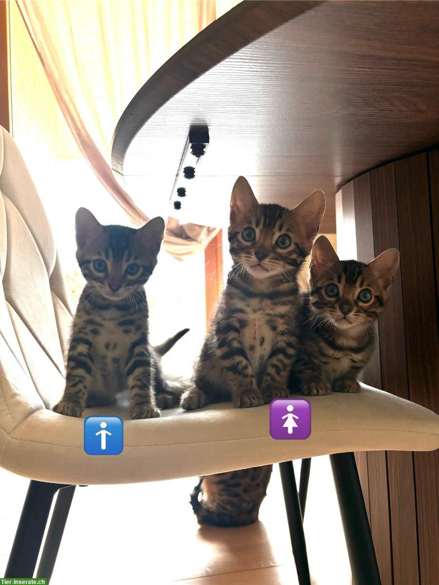 Bild 2: Wunderschöne Bengal Kitten zu verkaufen