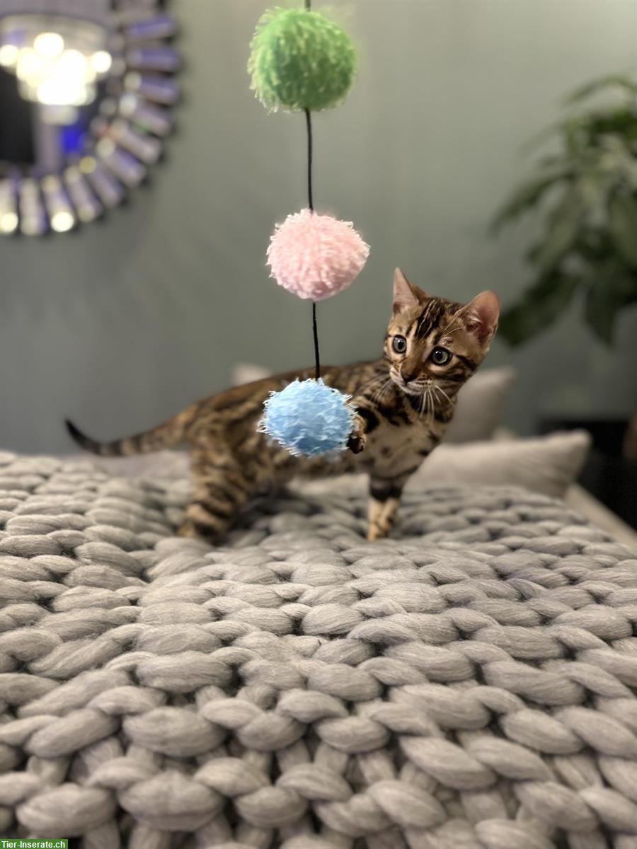 Bild 3: Wunderschöne Bengal Kitten zu verkaufen