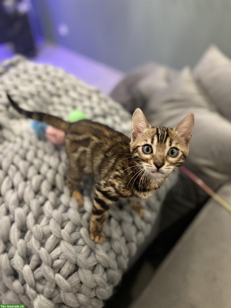 Bild 4: Wunderschöne Bengal Kitten zu verkaufen