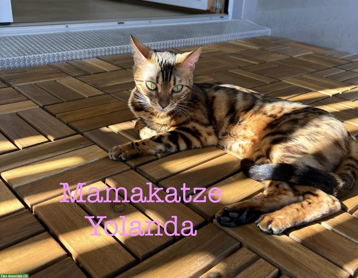 Bild 5: Wunderschöne Bengal Kitten zu verkaufen