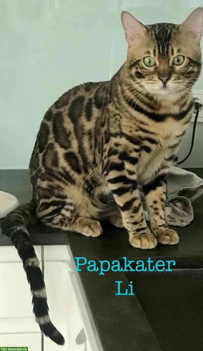 Bild 6: Wunderschöne Bengal Kitten zu verkaufen