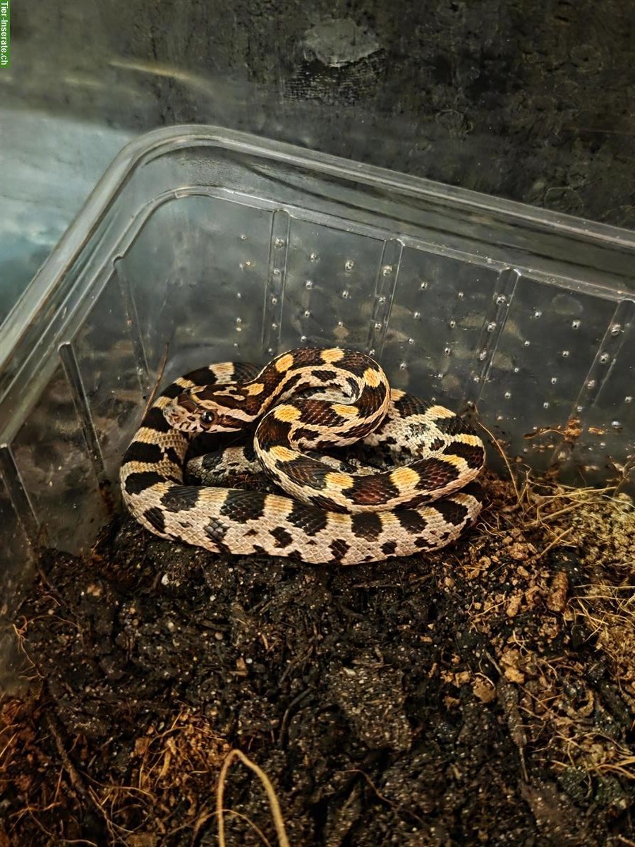 4 junge Kornnattern suchen ein neues Zuhause