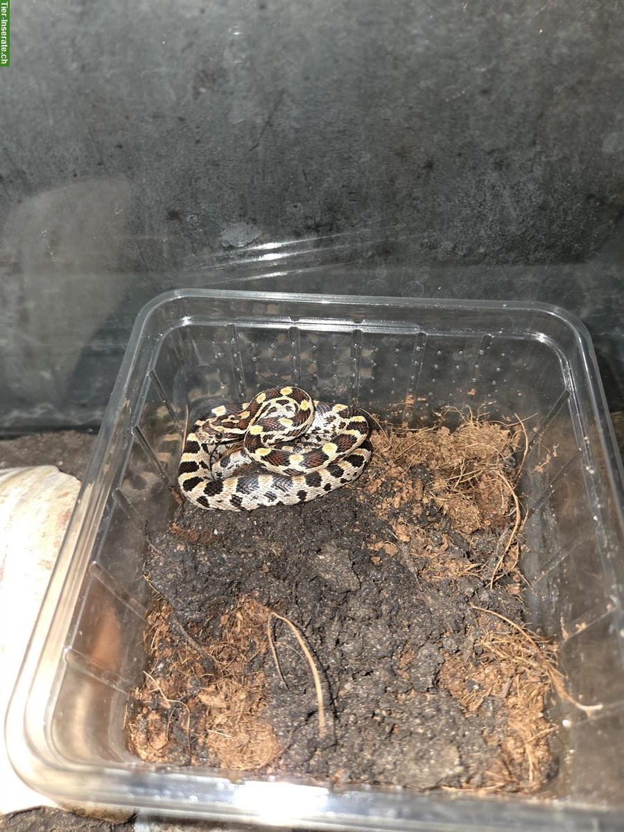 Bild 2: 4 junge Kornnattern suchen ein neues Zuhause