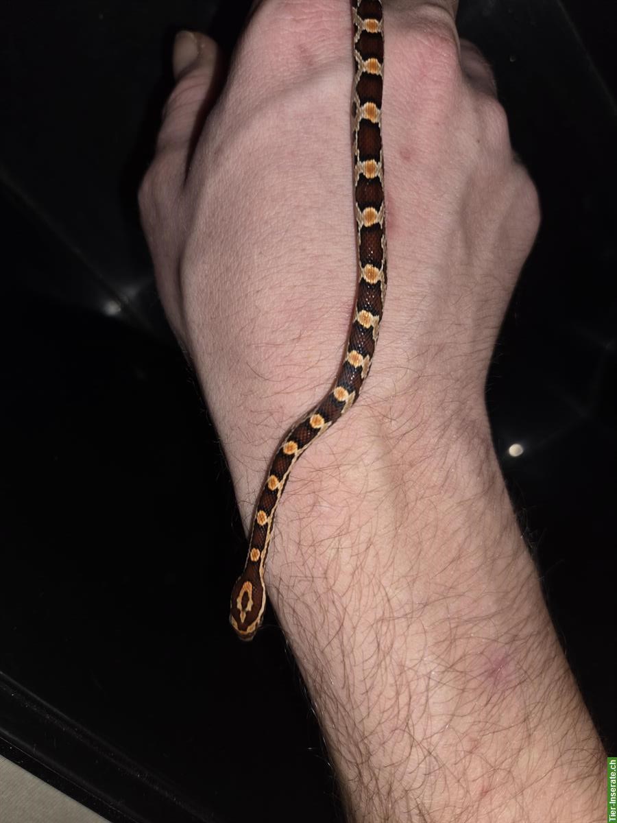 Bild 3: 4 junge Kornnattern suchen ein neues Zuhause