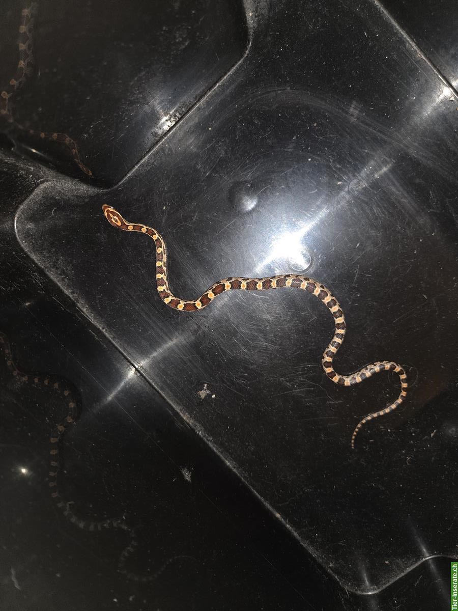 Bild 4: 4 junge Kornnattern suchen ein neues Zuhause