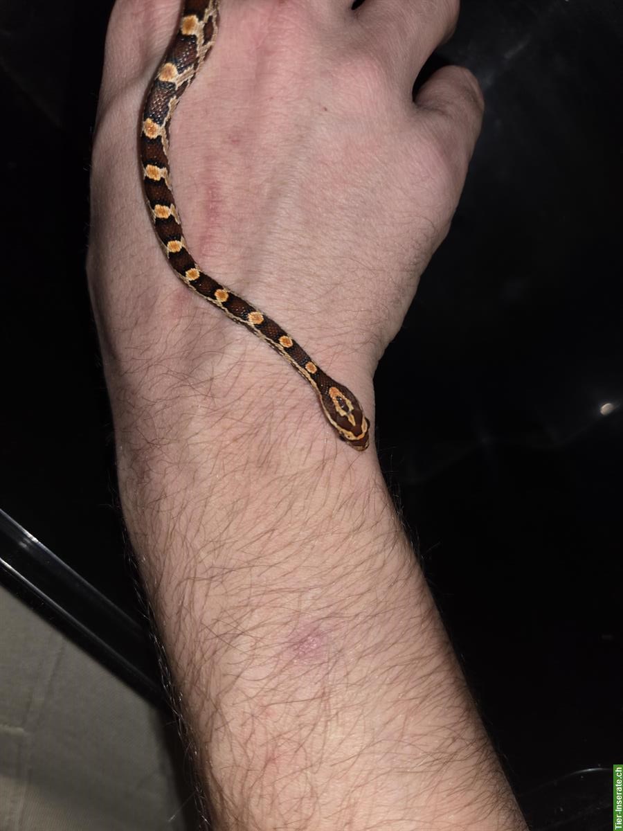 Bild 5: 4 junge Kornnattern suchen ein neues Zuhause