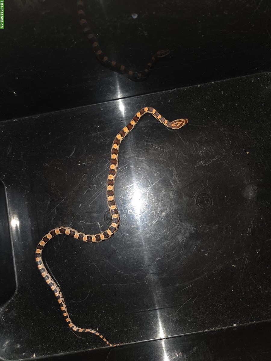 Bild 6: 4 junge Kornnattern suchen ein neues Zuhause