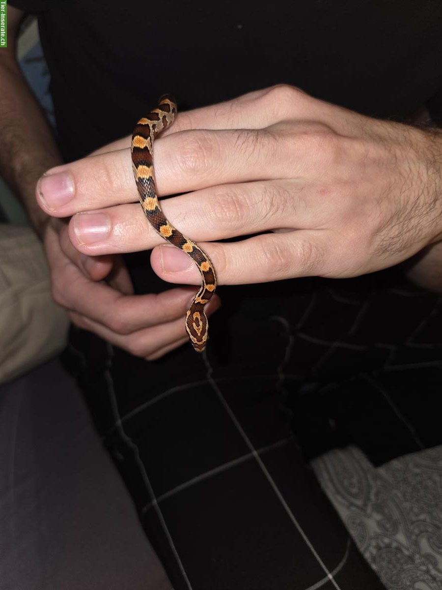 Bild 7: 4 junge Kornnattern suchen ein neues Zuhause