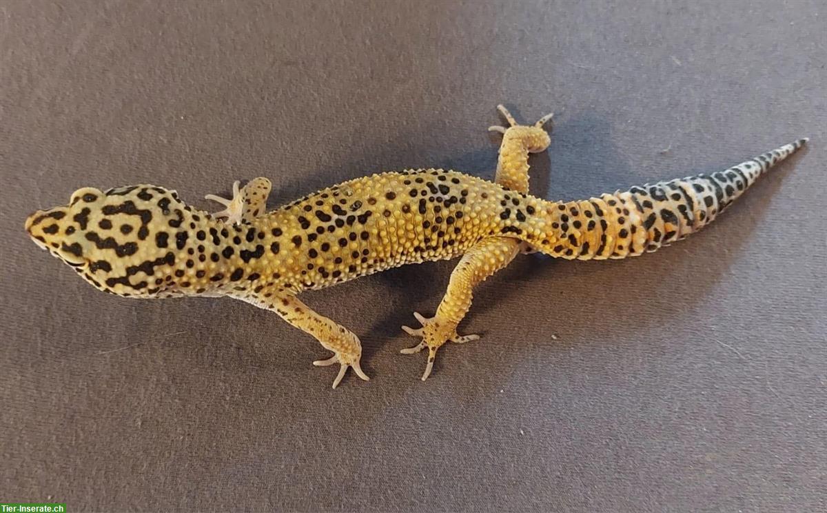 Bild 2: Junger Leopardgecko sucht ein neues Zuhause