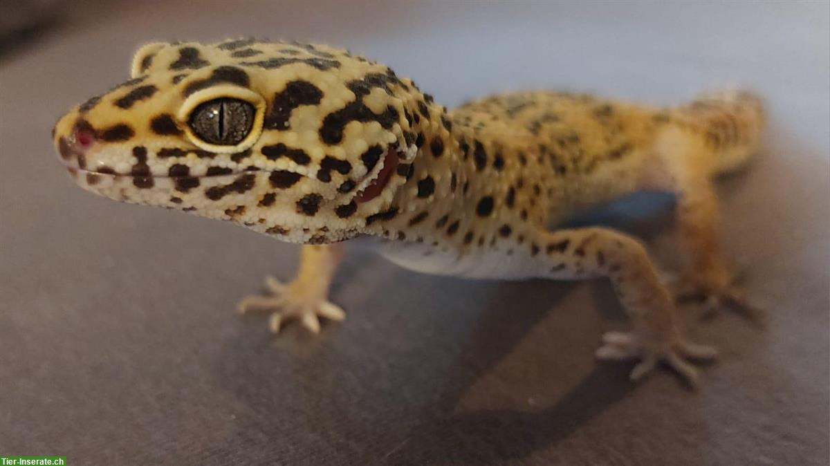 Bild 3: Junger Leopardgecko sucht ein neues Zuhause