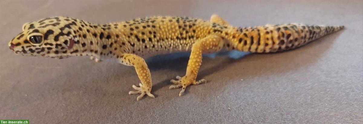 Bild 4: Junger Leopardgecko sucht ein neues Zuhause
