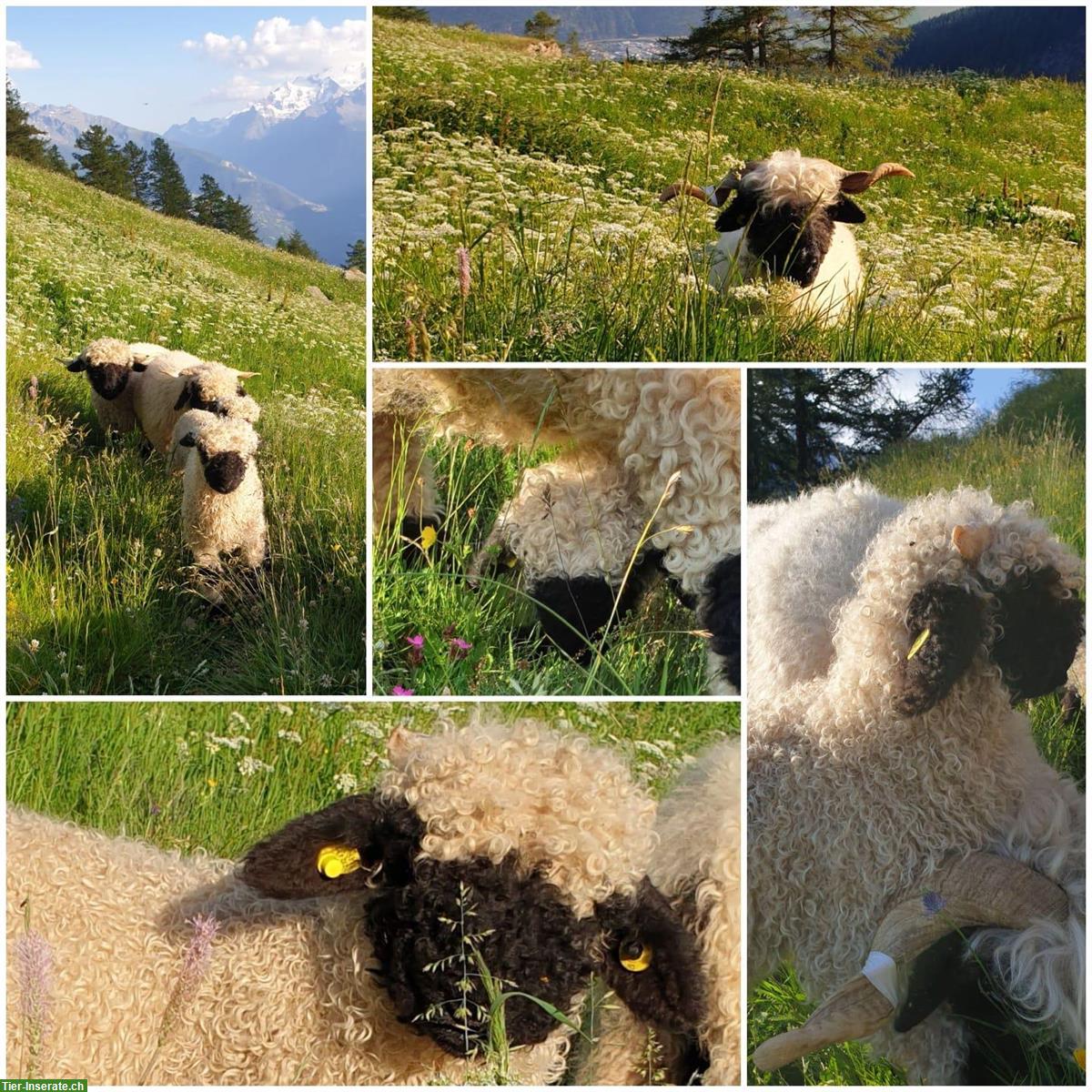 Walliser Schwarznasen Auen, Herdenbuch, teils tragend