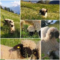 Walliser Schwarznasen Auen, Herdenbuch, teils tragend