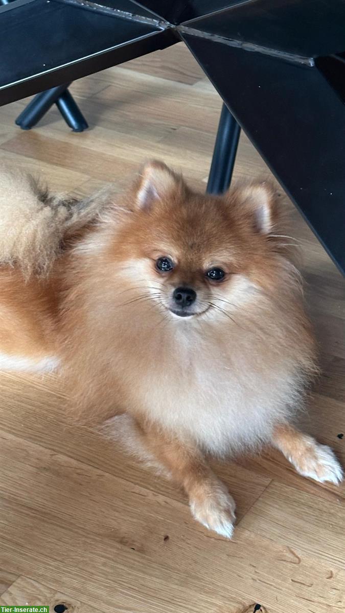 Deutscher Spitz Rüde, 2-jährig zu verkaufen