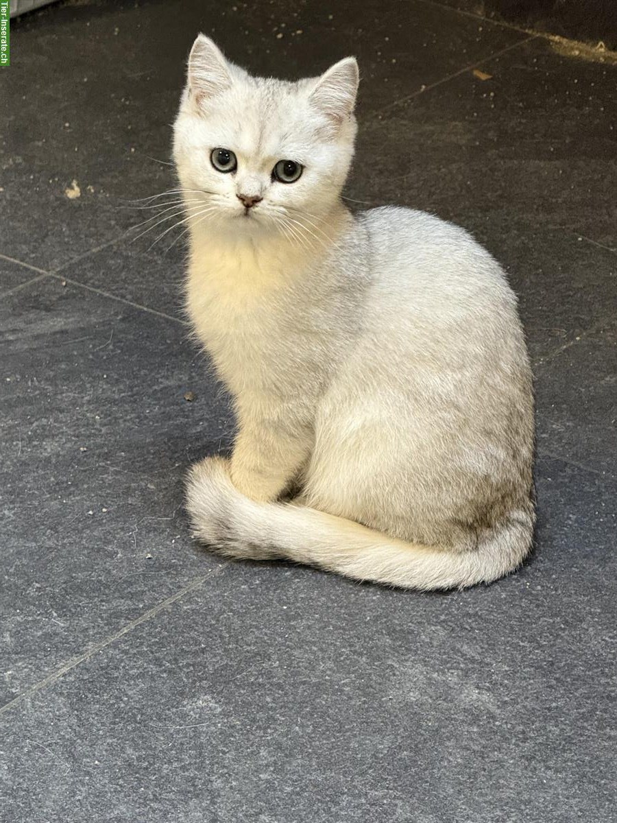 Britisch Kurzhaar Kitten, 2 Kater Silber-Tabby & Point