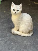 Britisch Kurzhaar Kitten, 2 Kater Silber-Tabby & Point