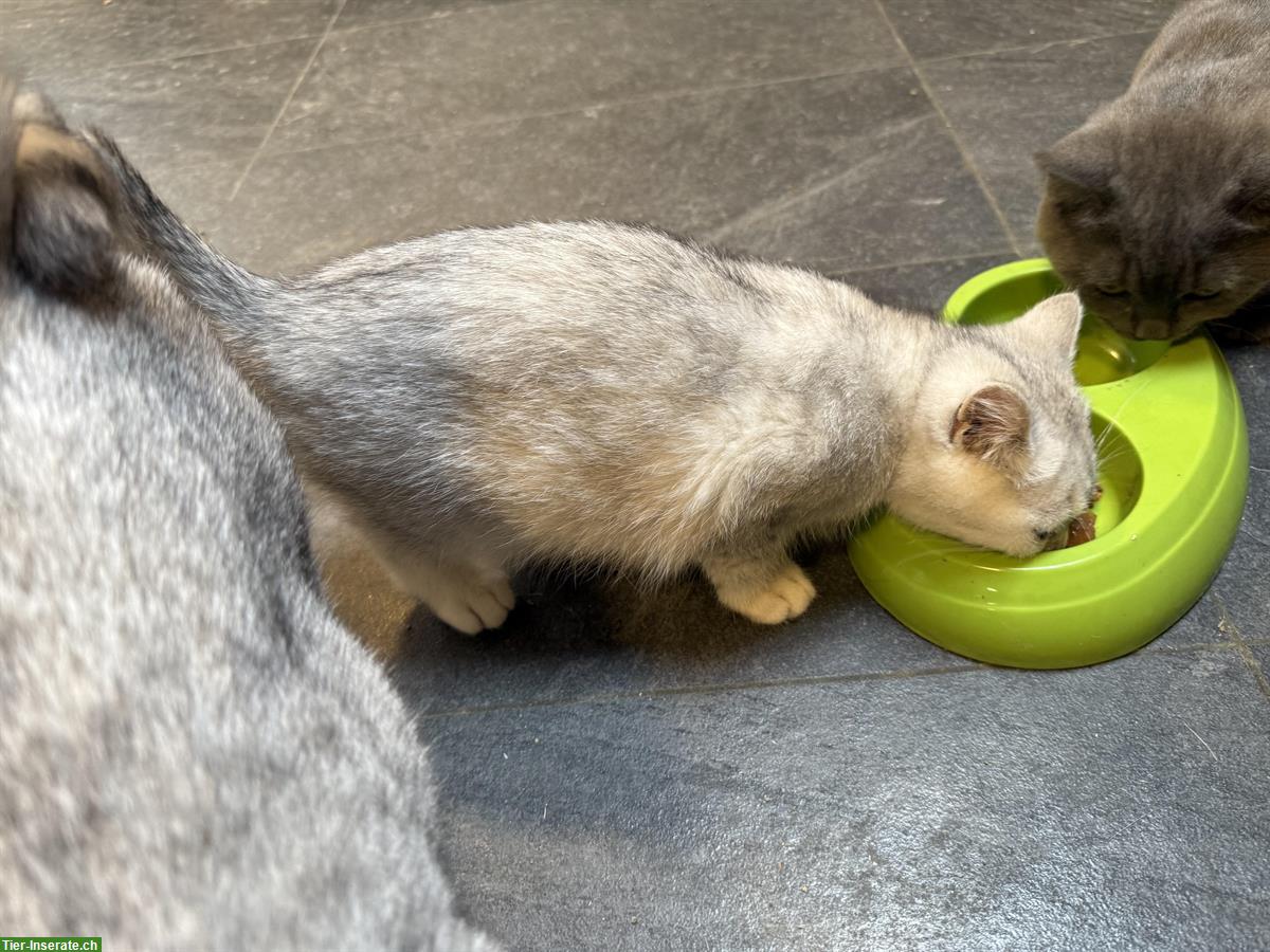 Bild 2: Britisch Kurzhaar Kitten, 2 Kater Silber-Tabby & Point