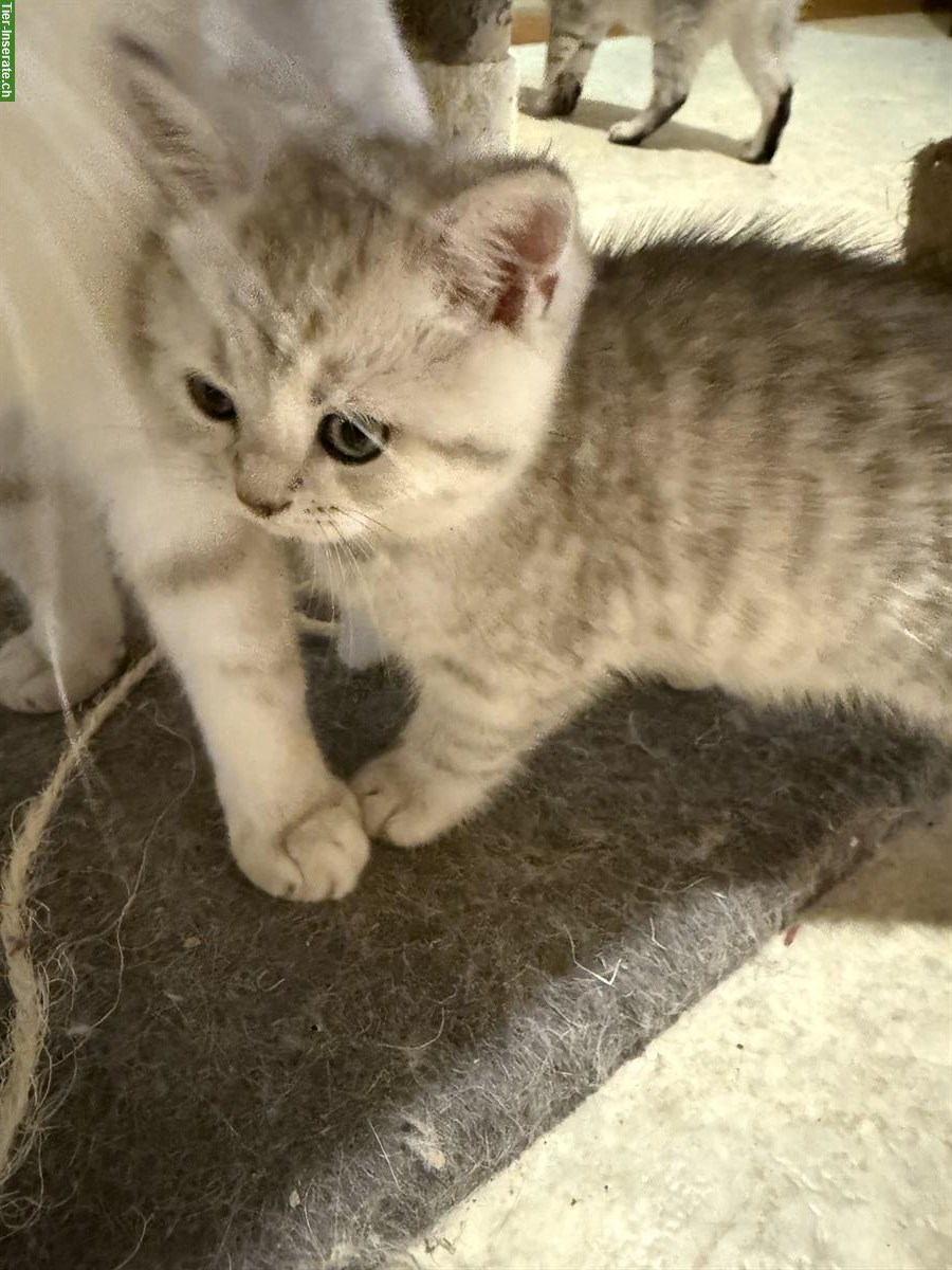 Bild 3: Britisch Kurzhaar Kitten, 2 Kater Silber-Tabby & Point