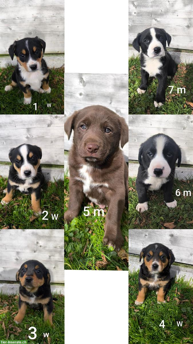 Appenzeller Mix-Welpen suchen neues Zuhause