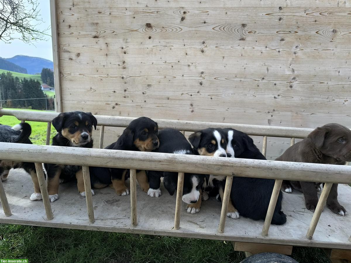 Bild 2: Appenzeller Mix-Welpen suchen neues Zuhause