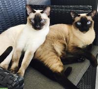Siamkatzen gemeinsam abzugeben, Kätzin und Kater