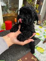 Pudel Welpen suchen liebevolles Zuhause