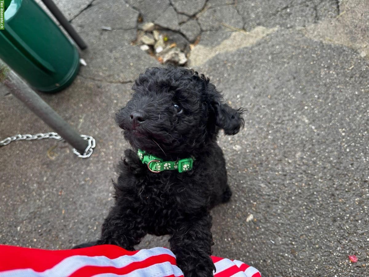 Bild 2: Pudel Welpen suchen liebevolles Zuhause