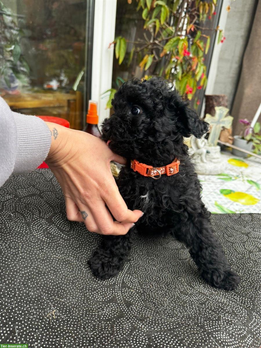 Bild 3: Pudel Welpen suchen liebevolles Zuhause