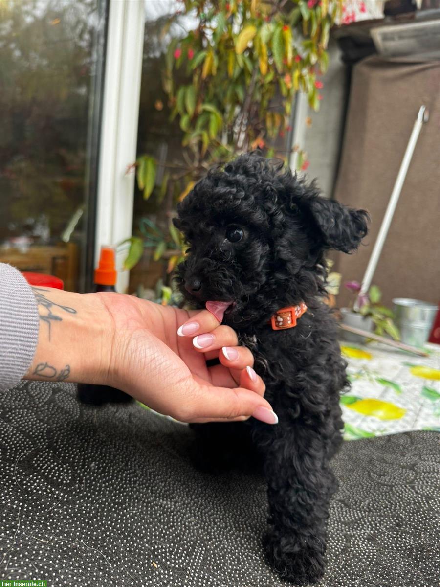 Bild 4: Pudel Welpen suchen liebevolles Zuhause