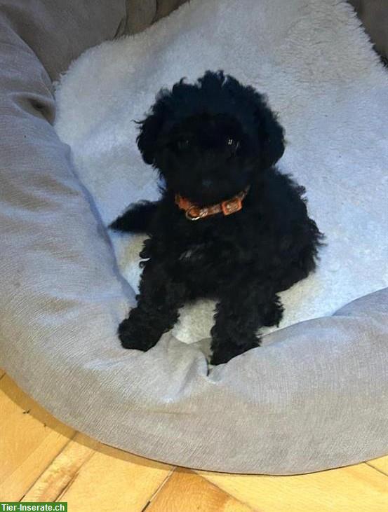 Bild 5: Pudel Welpen suchen liebevolles Zuhause