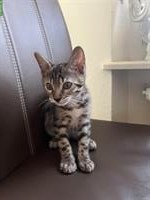 Bengal Kater, 12 Wochen sucht liebes Zuhause