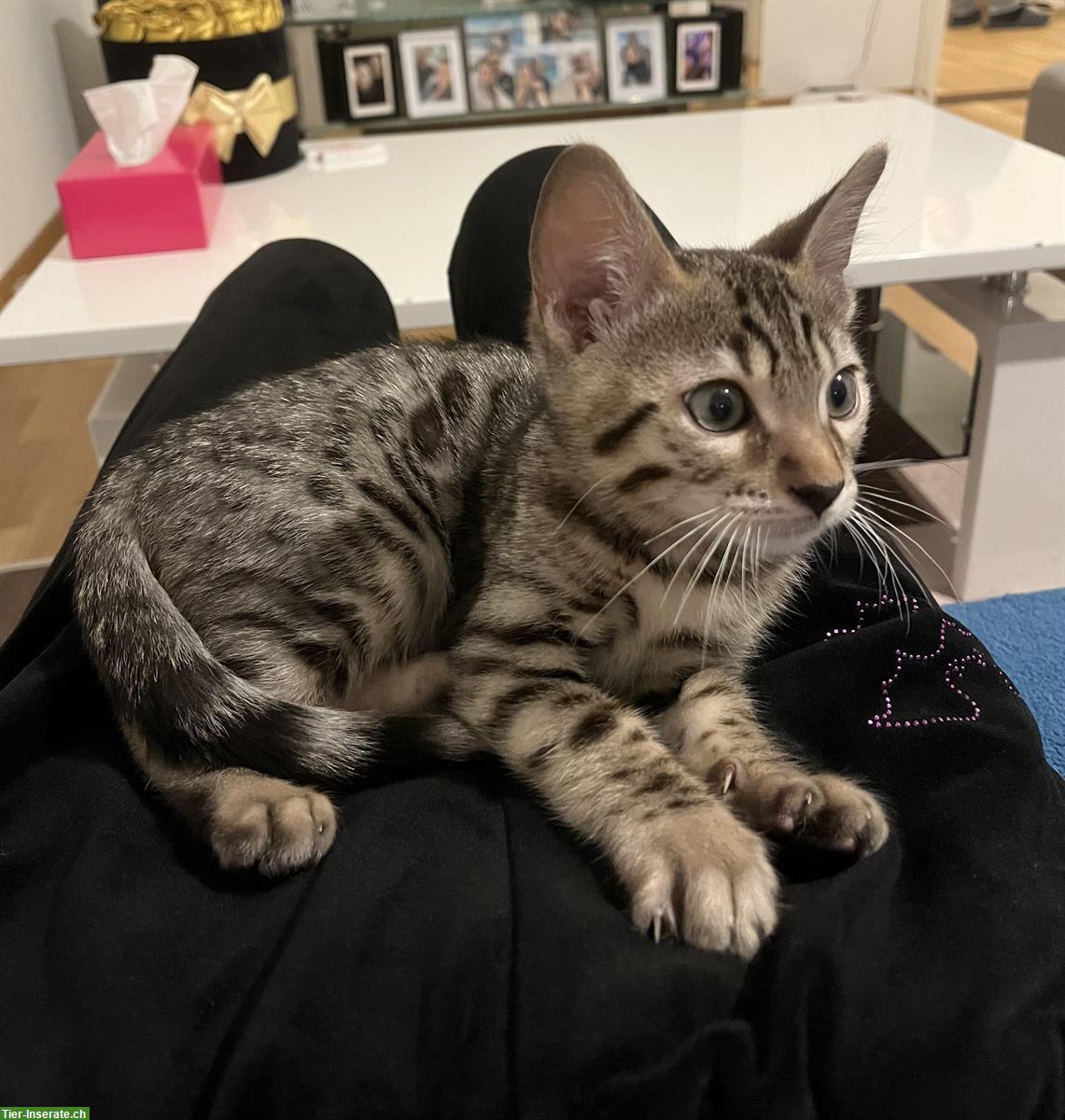 Bild 2: Bengal Kater, 12 Wochen sucht liebes Zuhause