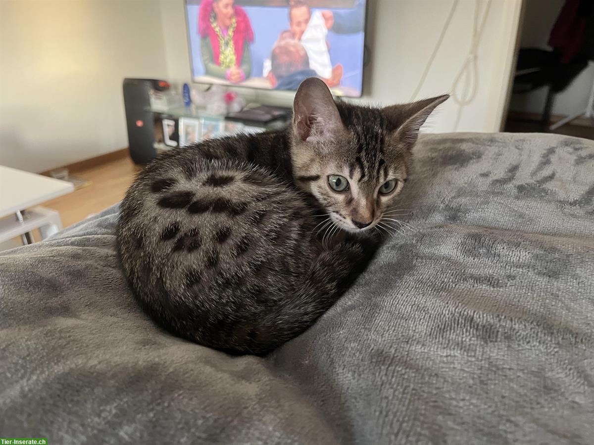 Bild 3: Bengal Kater, 12 Wochen sucht liebes Zuhause