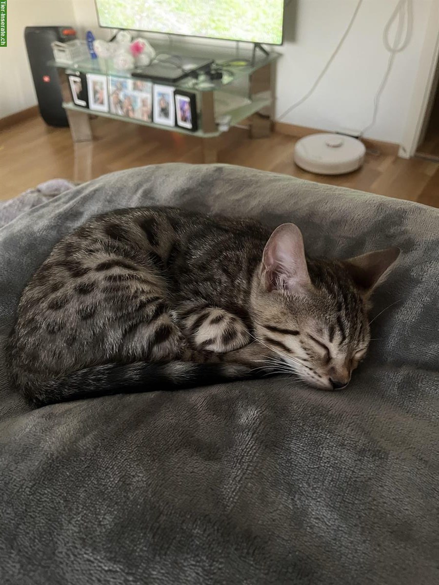 Bild 4: Bengal Kater, 12 Wochen sucht liebes Zuhause